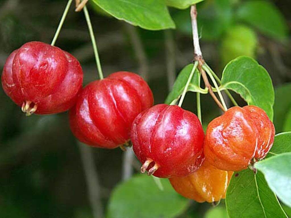 Brazilian Cherry - Red