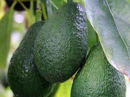 Avocado Rincon (A Type) 2L