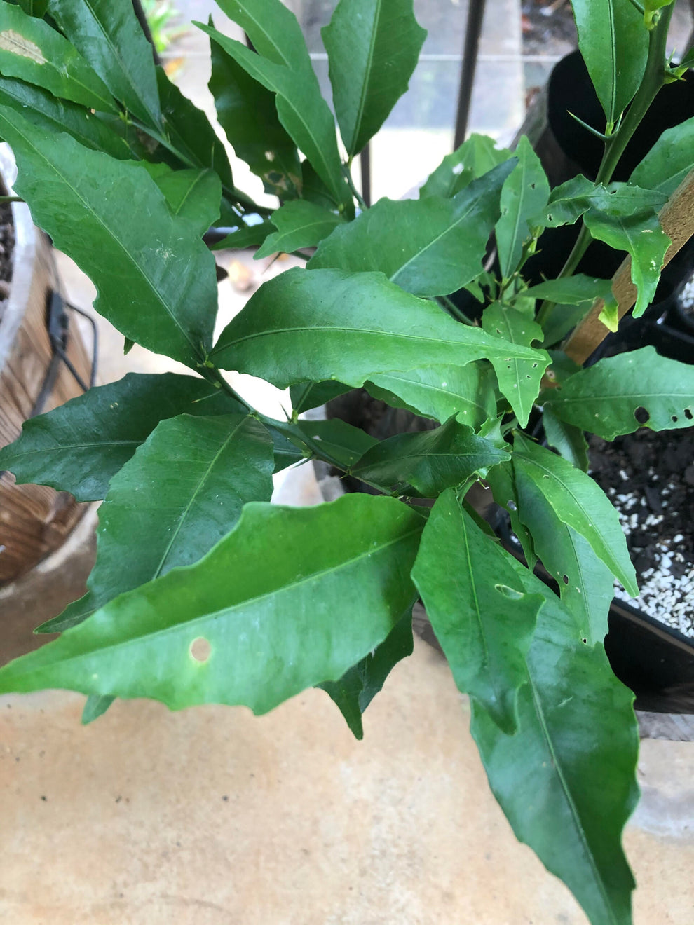 Russell River Finger Lime (QLD Only) – Ross Creek Tropicals