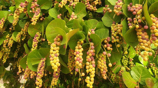 Sea Grape