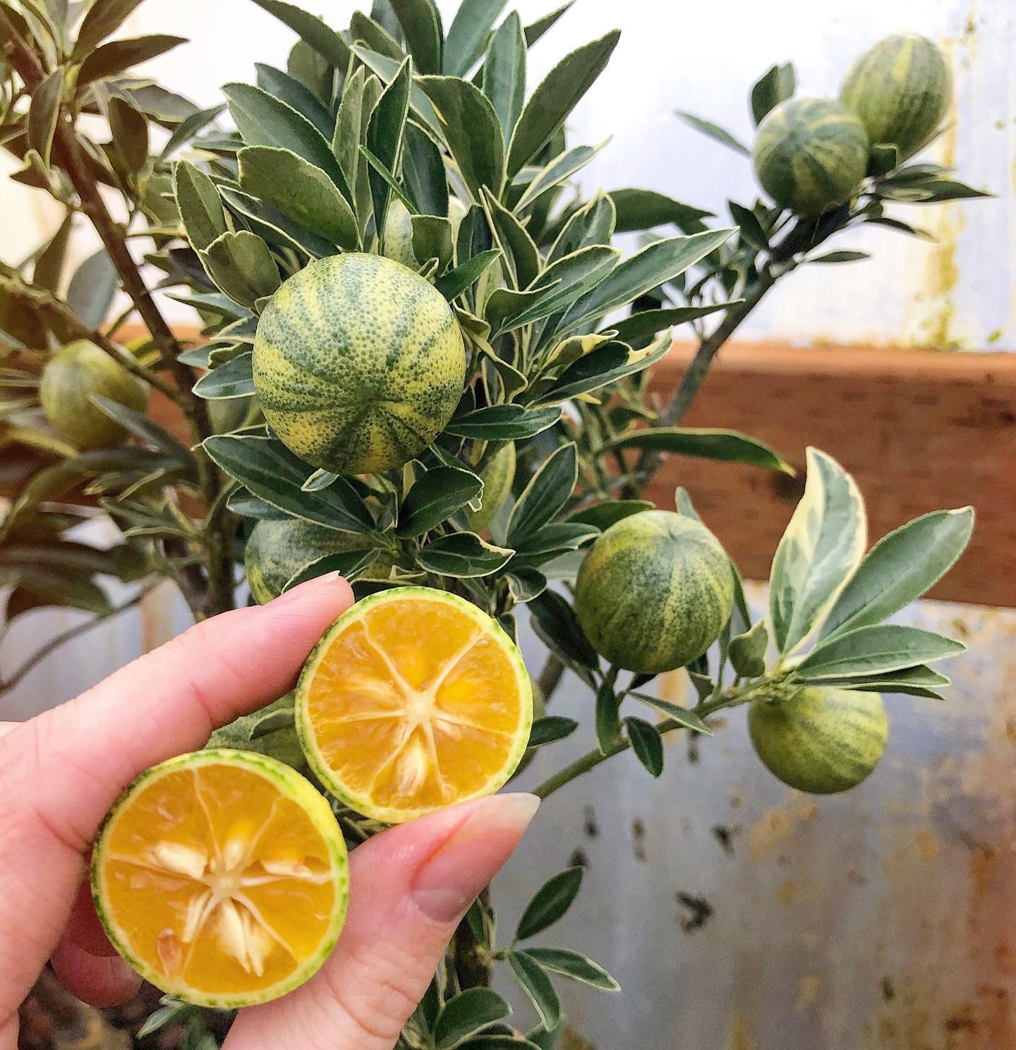 Dwarf Cumquat- Variegated (QLD ONLY)