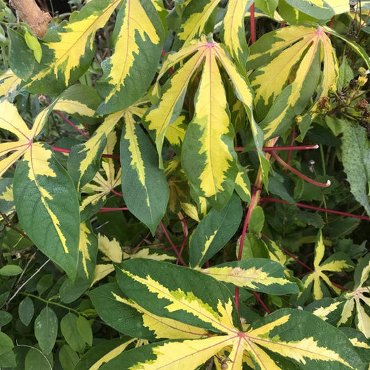 Cassava -Variegated