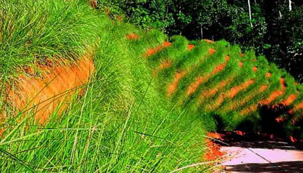 Vetiver grass